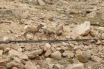 PICTURES/Mt. Evans - Idaho Springs, Colorado/t_Sheep On Road4.JPG